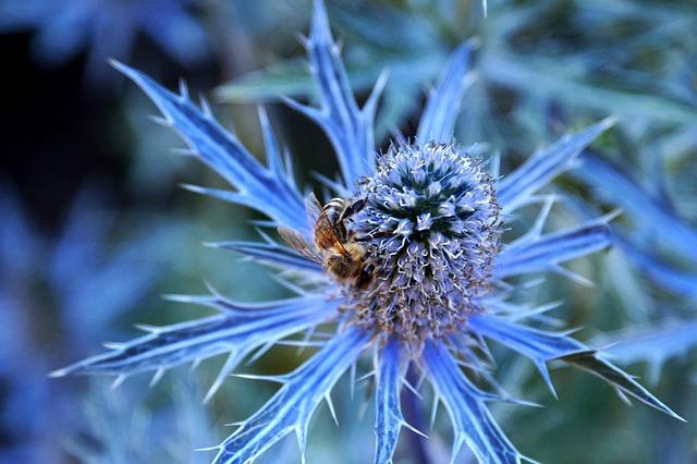 Abeille butinant un chardon bleu macro fleur piquante bleue centre spherique pollinisation