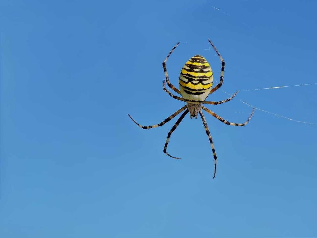 Araignee frelon epeire fasciee avec son corps jaune et noir devant un ciel bleu illustration de la geometrie sacree et de l equilibre parfait
