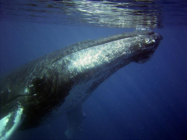 Baleine nageant dans les profondeurs symbole de guidance intuitive de sagesse ancienne et de protection