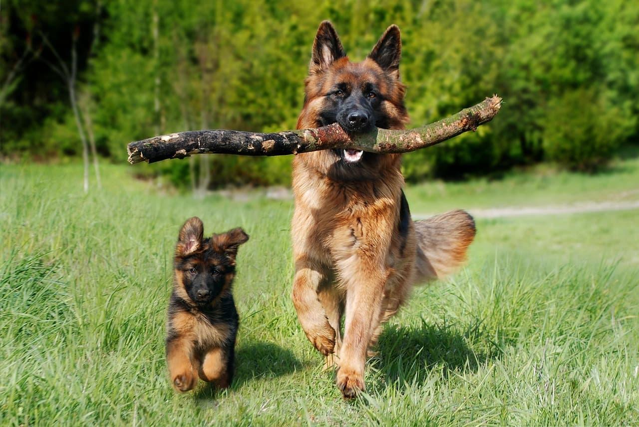 Berger allemand adulte et jeune courant ensemble symboles de courage transmission et fidelite