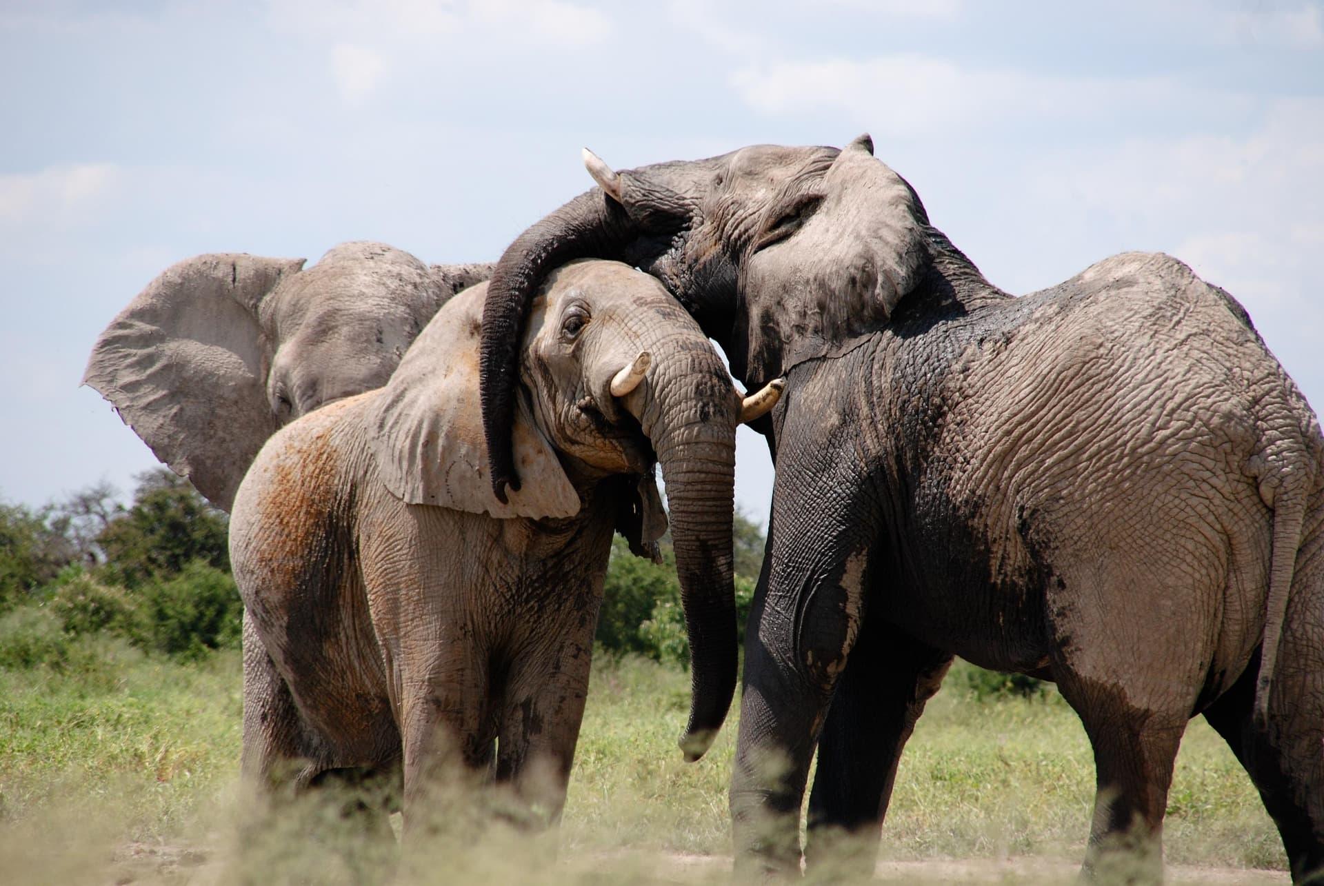 Éléphants africains se tenant proches dans la savane, deux d’entre eux montrant un geste d’affection avec la trompe, scène de lien social et de douceur animale