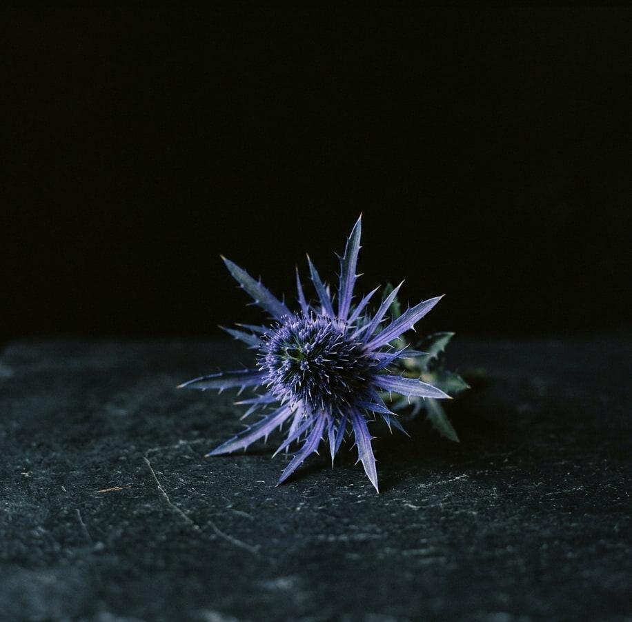 Chardon bleu en gros plan sur fond sombre fleur etoilee bleue aux bractees piquantes mise en lumiere pour symboliser force et protection