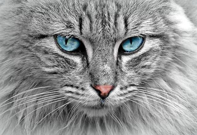 Chat aux yeux bleus symbole d intuition de clairvoyance et de message onirique