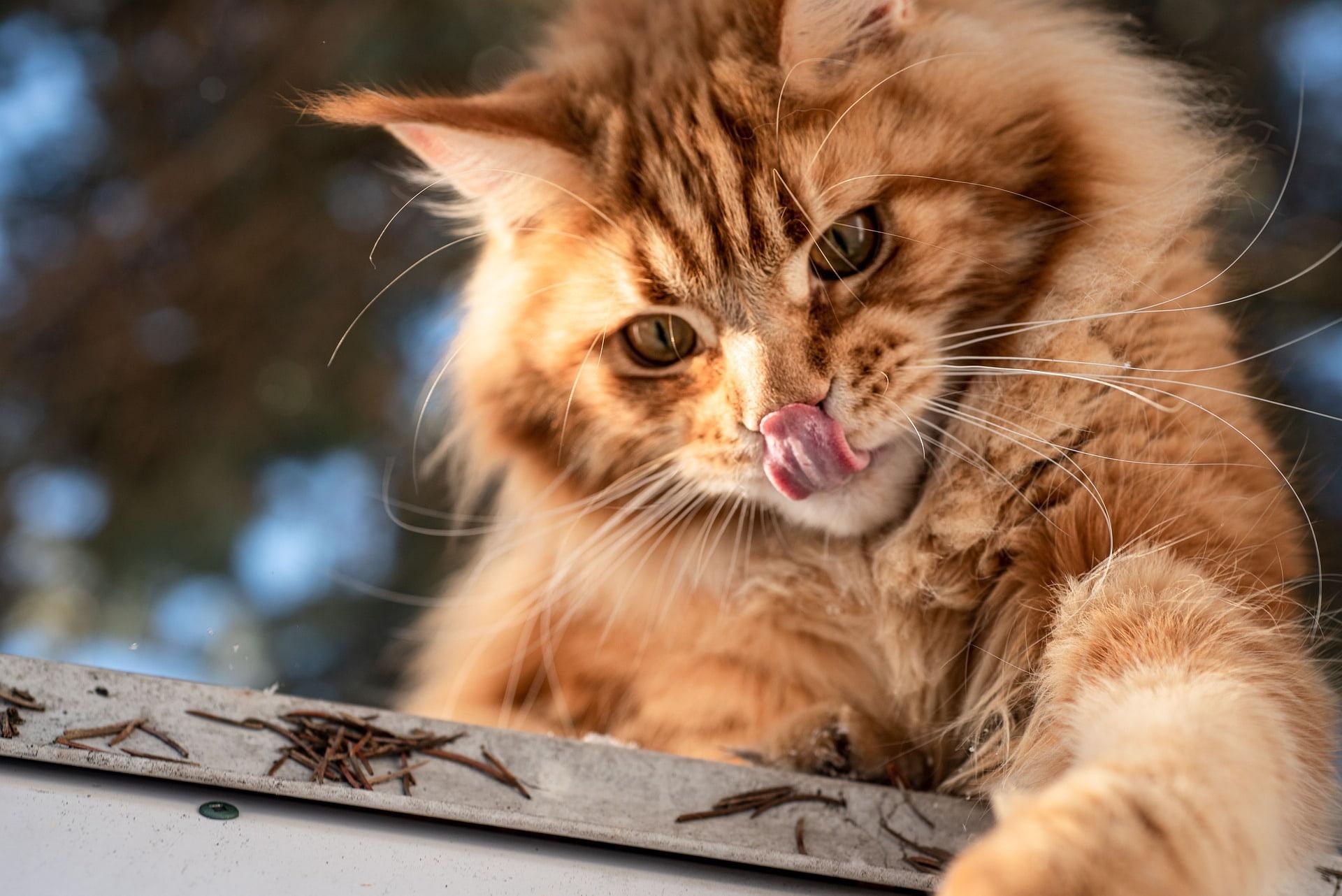 Chat roux vibrant incarnant l elan vital l instinct felin et la chaleur protectrice du maine coon