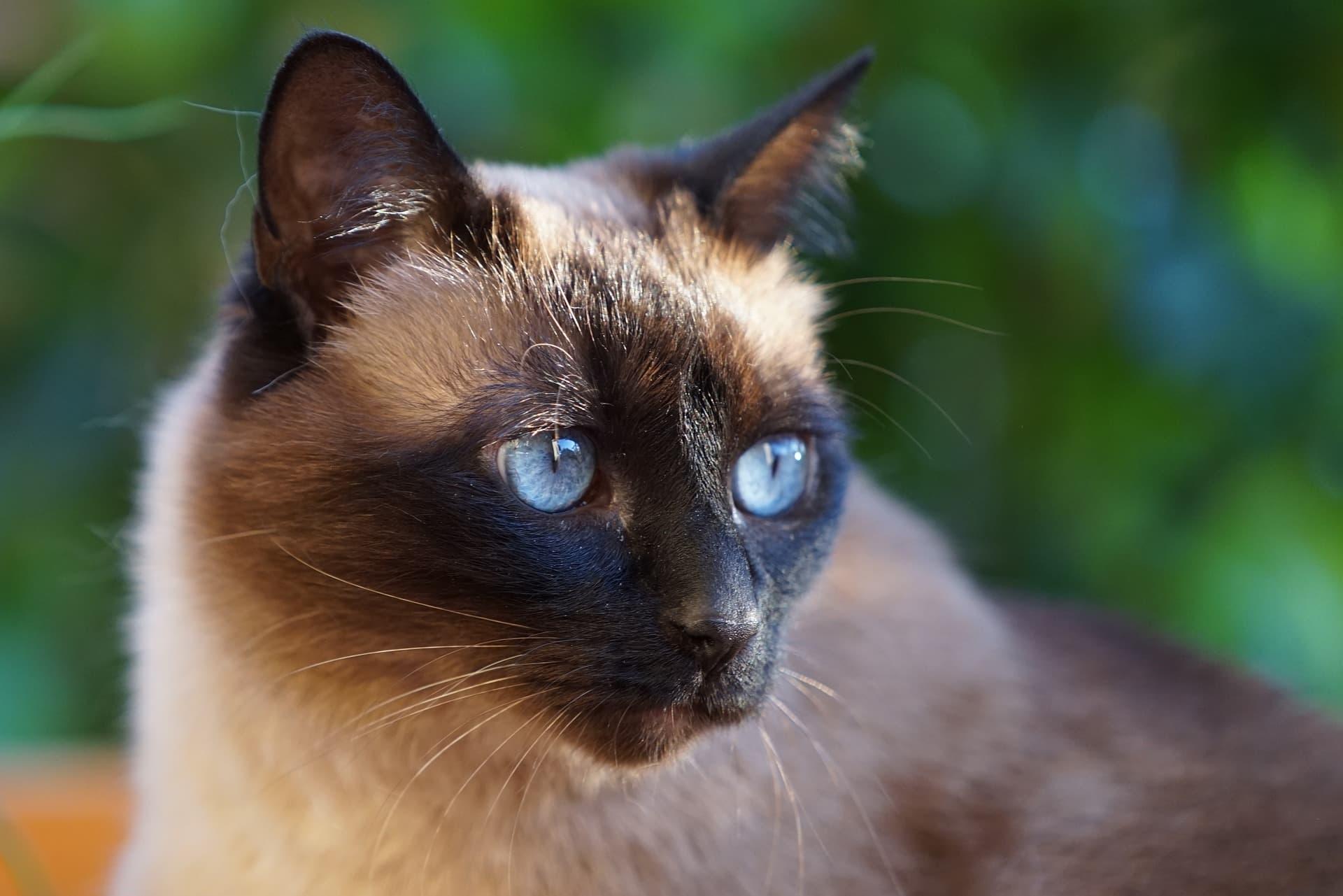 Chat siamois au regard bleu expressif symbolisant la sensibilite l emotion profonde et la communication interieure