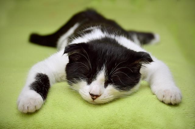 Chaton endormi les pattes etendues symbole de calme et de douceur