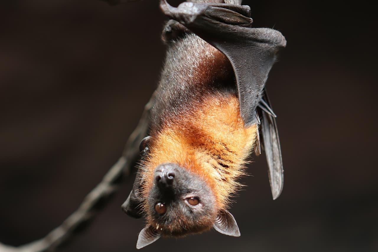 Chauve souris suspendue la tete en bas revelant son pelage orange et son energie de renaissance
