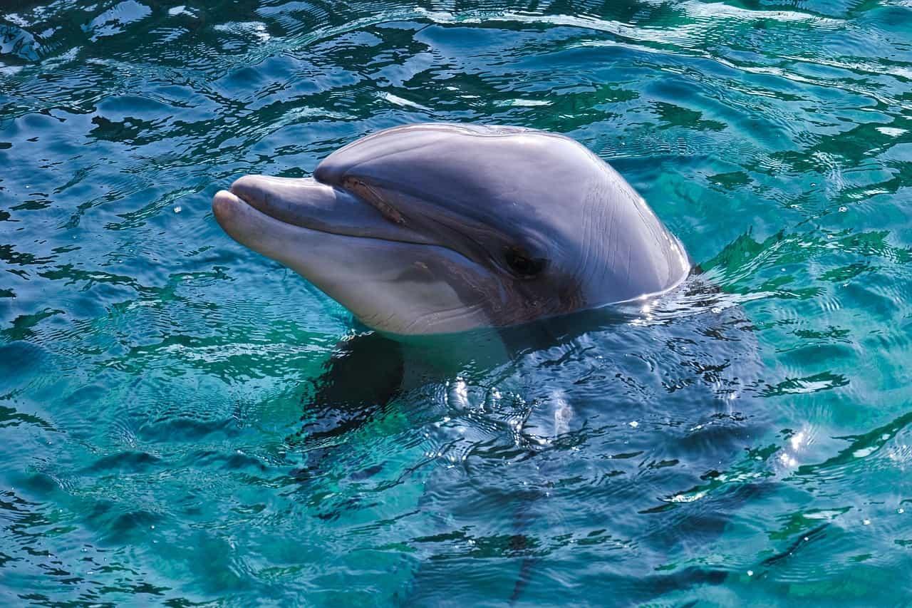 Dauphin hors de l eau symbole de joie de liberte et d harmonie