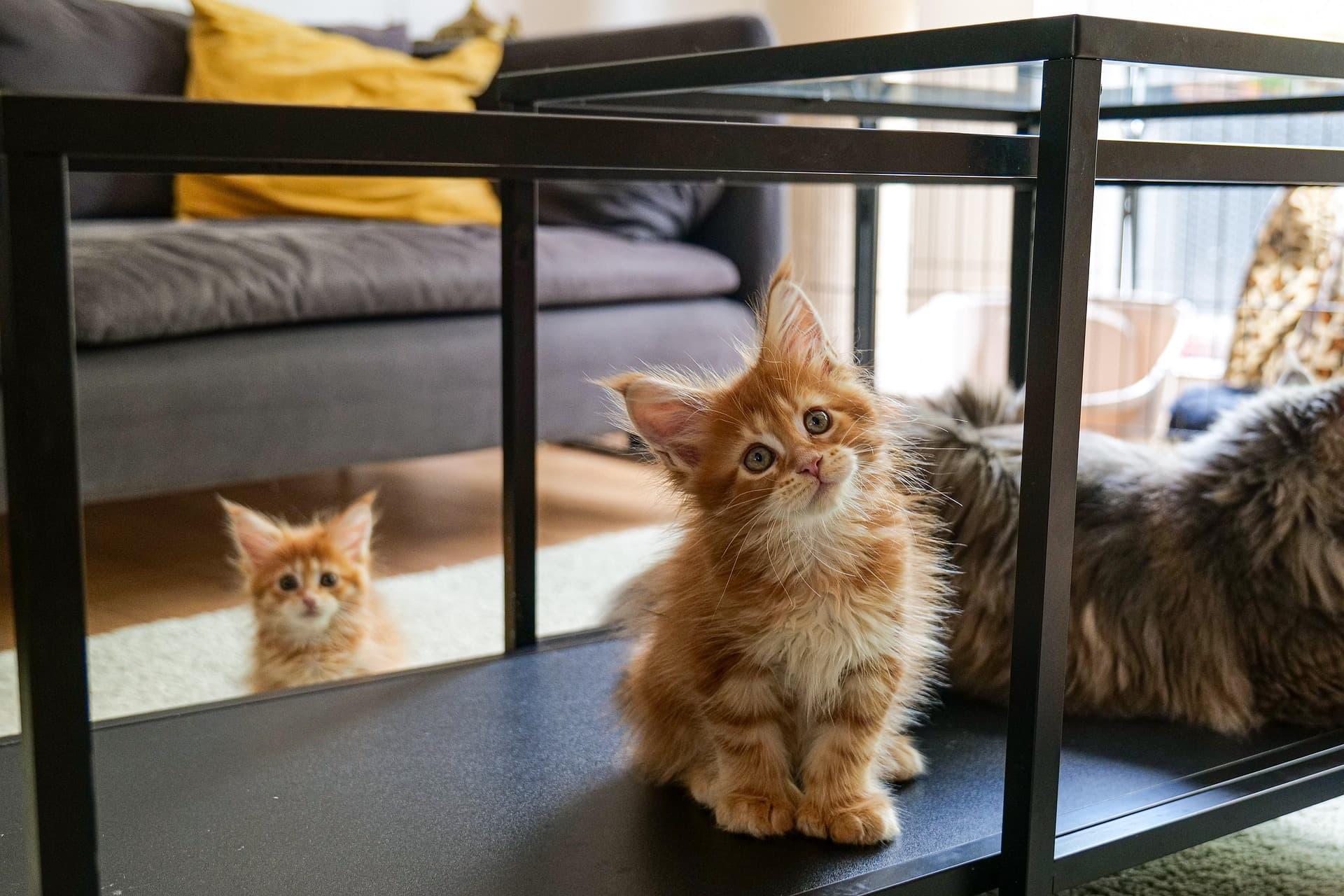 Deux chatons roux incarnant l innocence la naissance de l energie feline et la douceur protectrice associee au maine coon