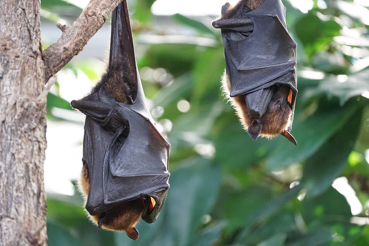 Deux chauves souris suspendues dans un arbre incarnant la protection nocturne et la sagesse des cycles