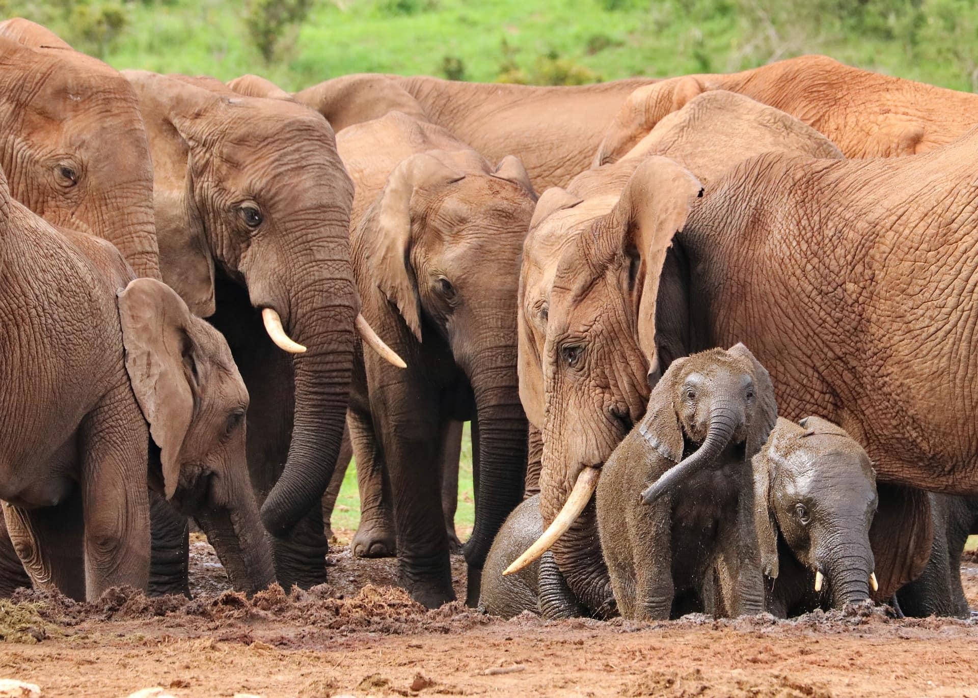 Groupe d’éléphants rassemblés dans la savane, avec deux éléphanteaux couverts de boue entourés par les adultes, scène de protection et de lien familial