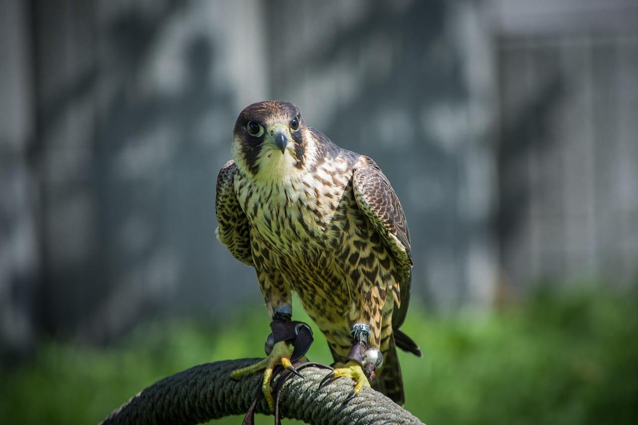 Faucon pose sur corde epaisse regard percant plumage brun creme equipement de fauconnerie symbole de precision vision et maitrise