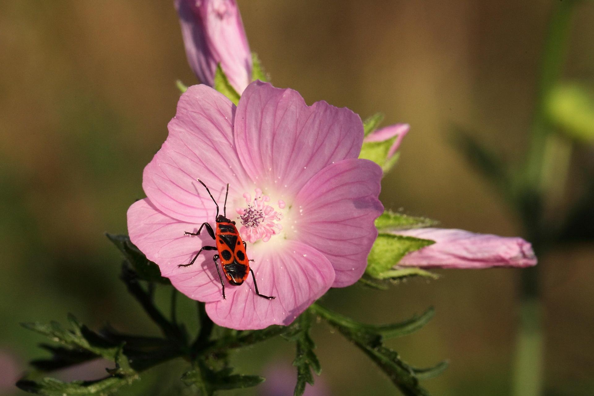 Gendarme rouge et noir posé sur une fleur rose en macro, détails des pétales et de l’insecte