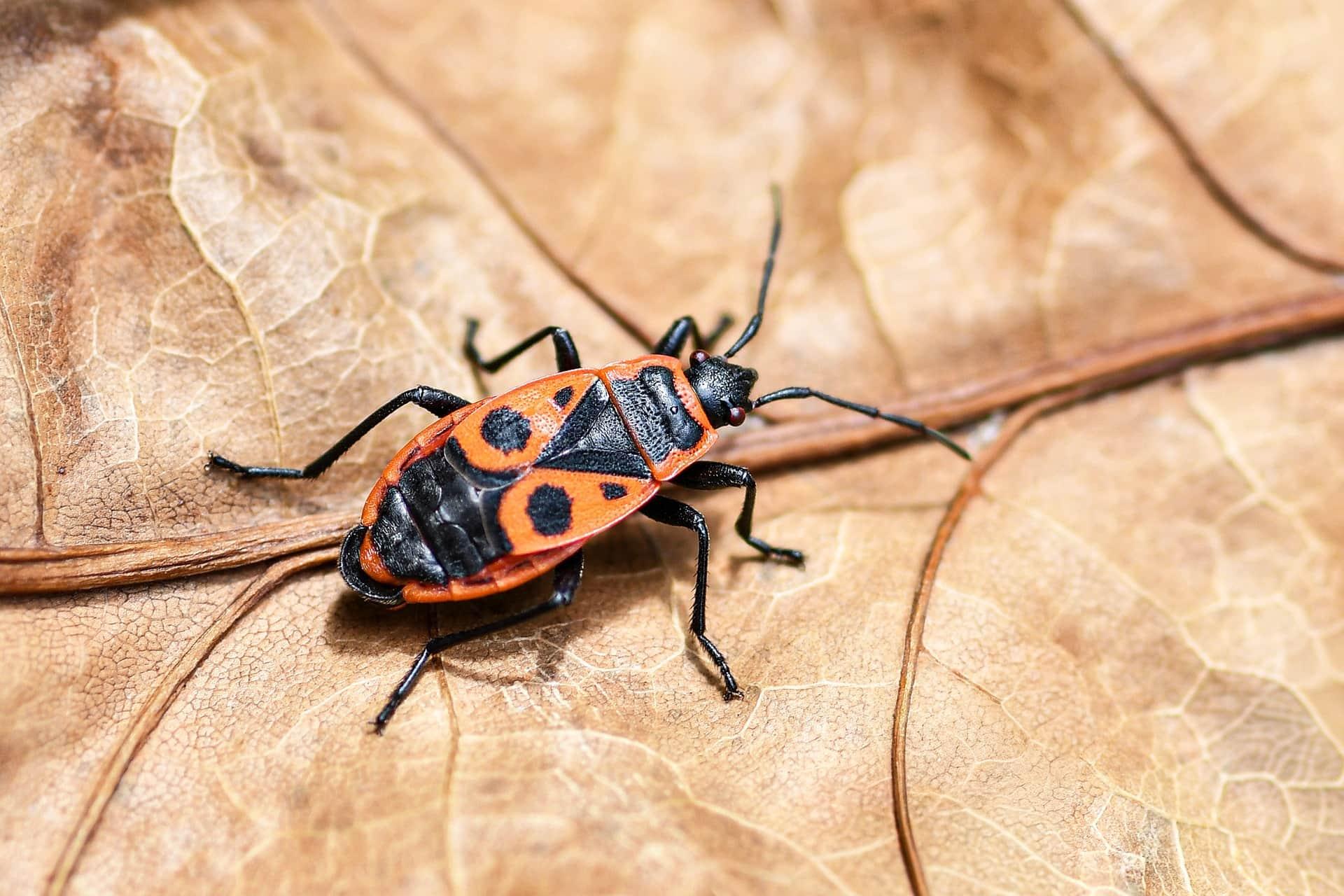 Gendarme pyrrhocoris apterus rouge et noir sur feuille seche insecte sociable de jardin symbole de stabilite et perseverance