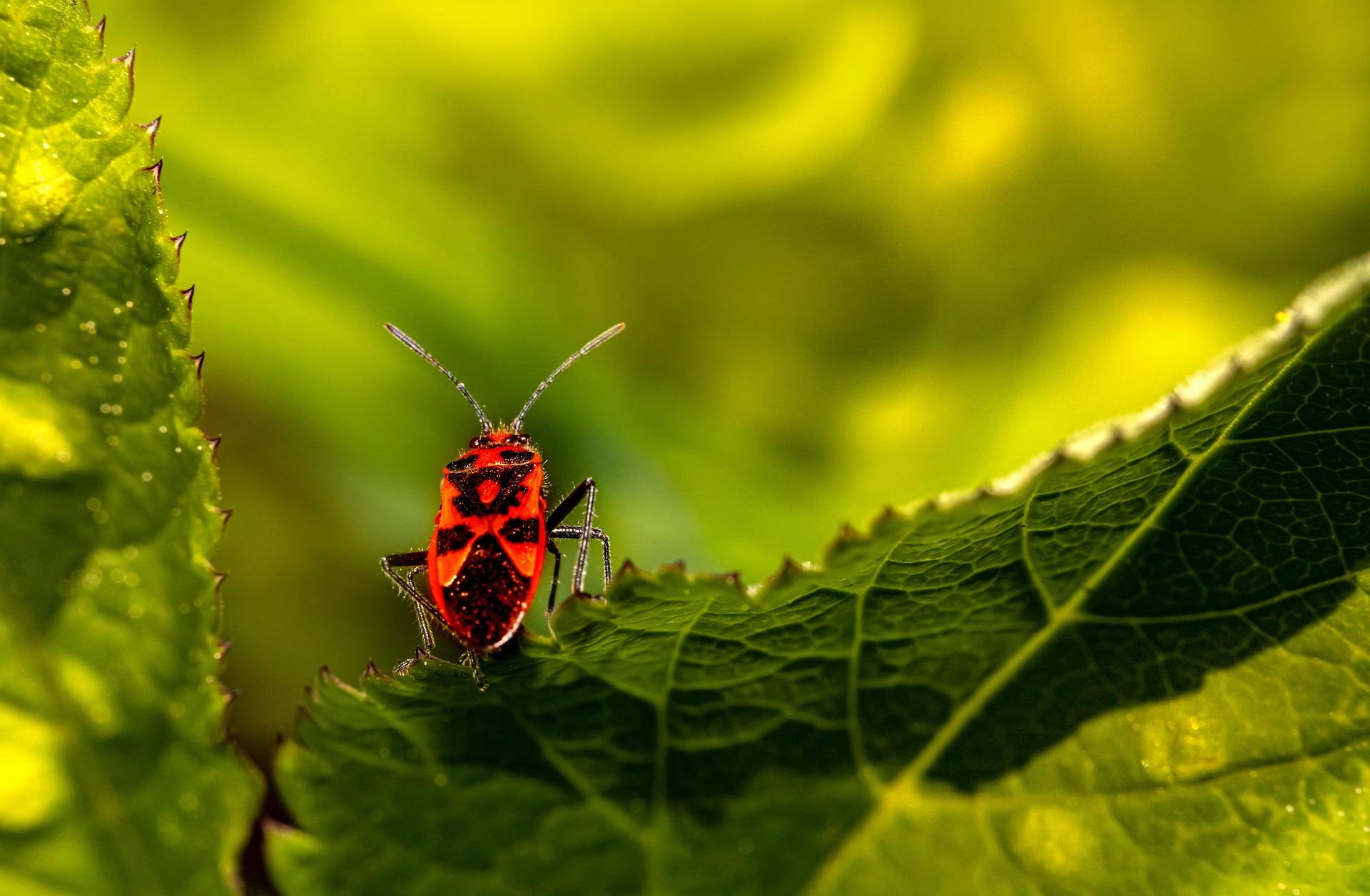 Gendarme rouge et noir en macro pose sur une feuille verte