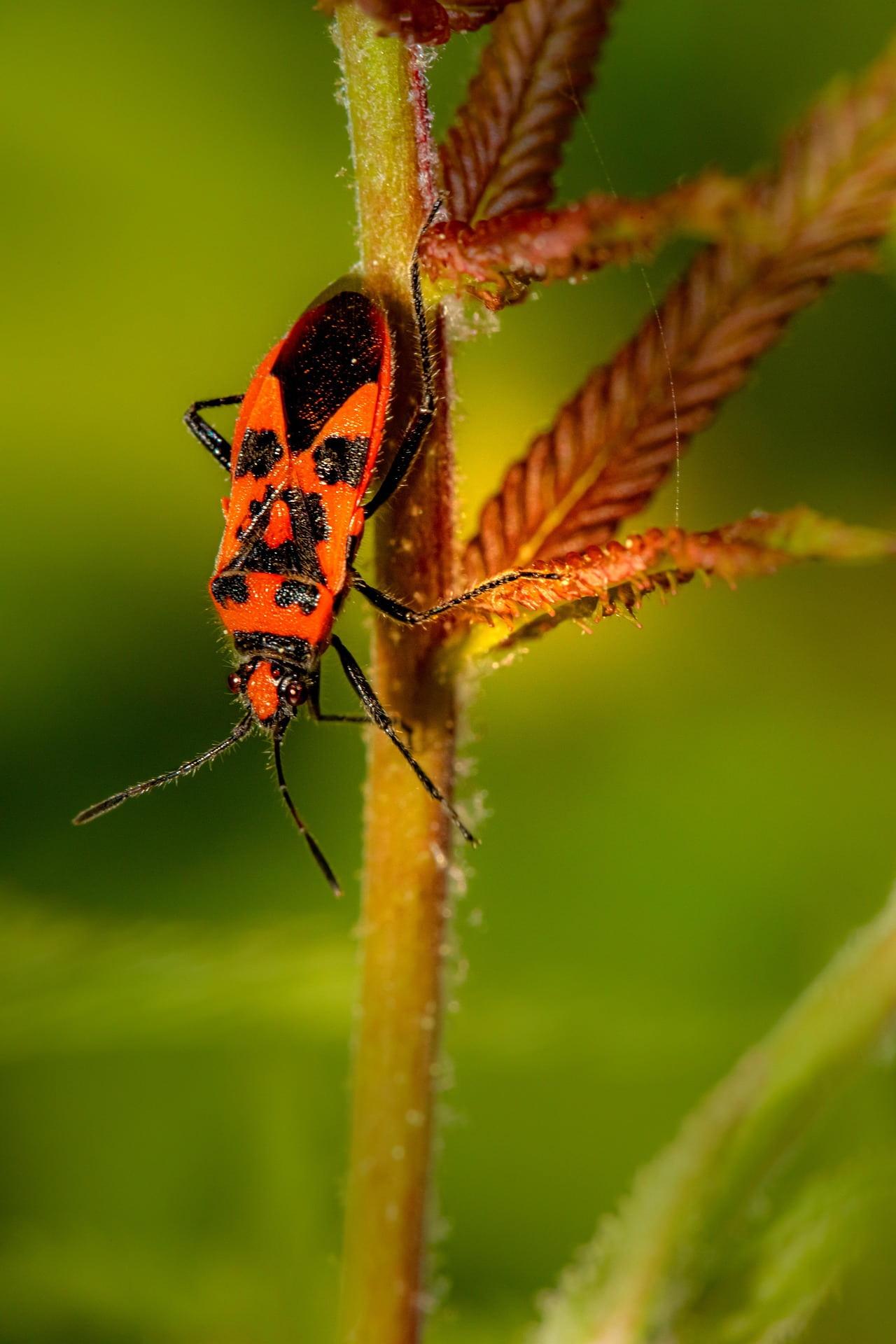Gendarme rouge et noir en macro sur une tige vegetale details des motifs et des antennes