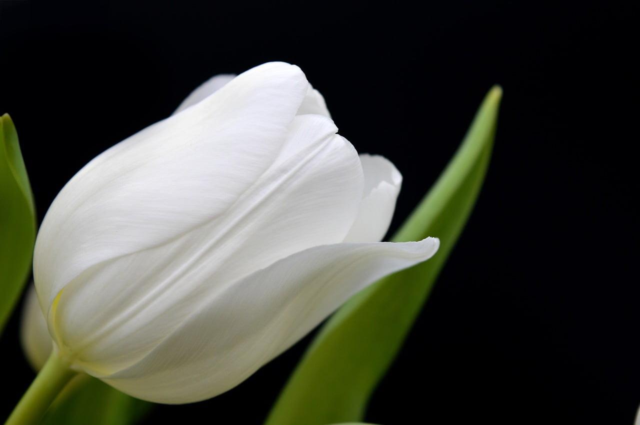 Gros plan d une tulipe blanche en pleine floraison symbole de purete paix interieure et douceur emotionnelle