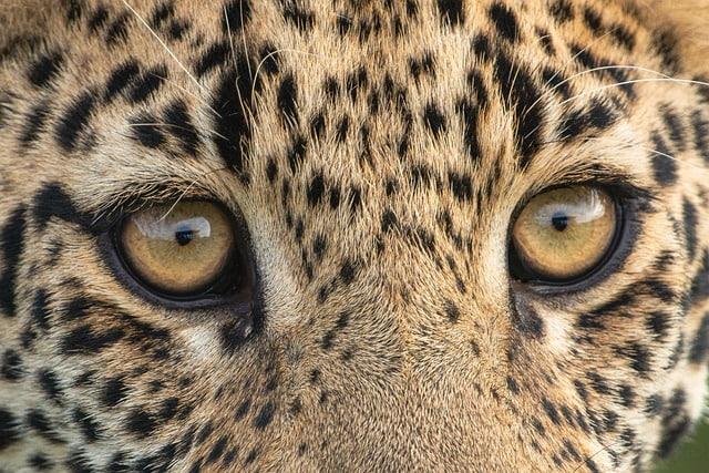 Gros plan sur un leopard au regard dore intense pelage tachete detaille symbole de puissance silencieuse et d instinct sauvage
