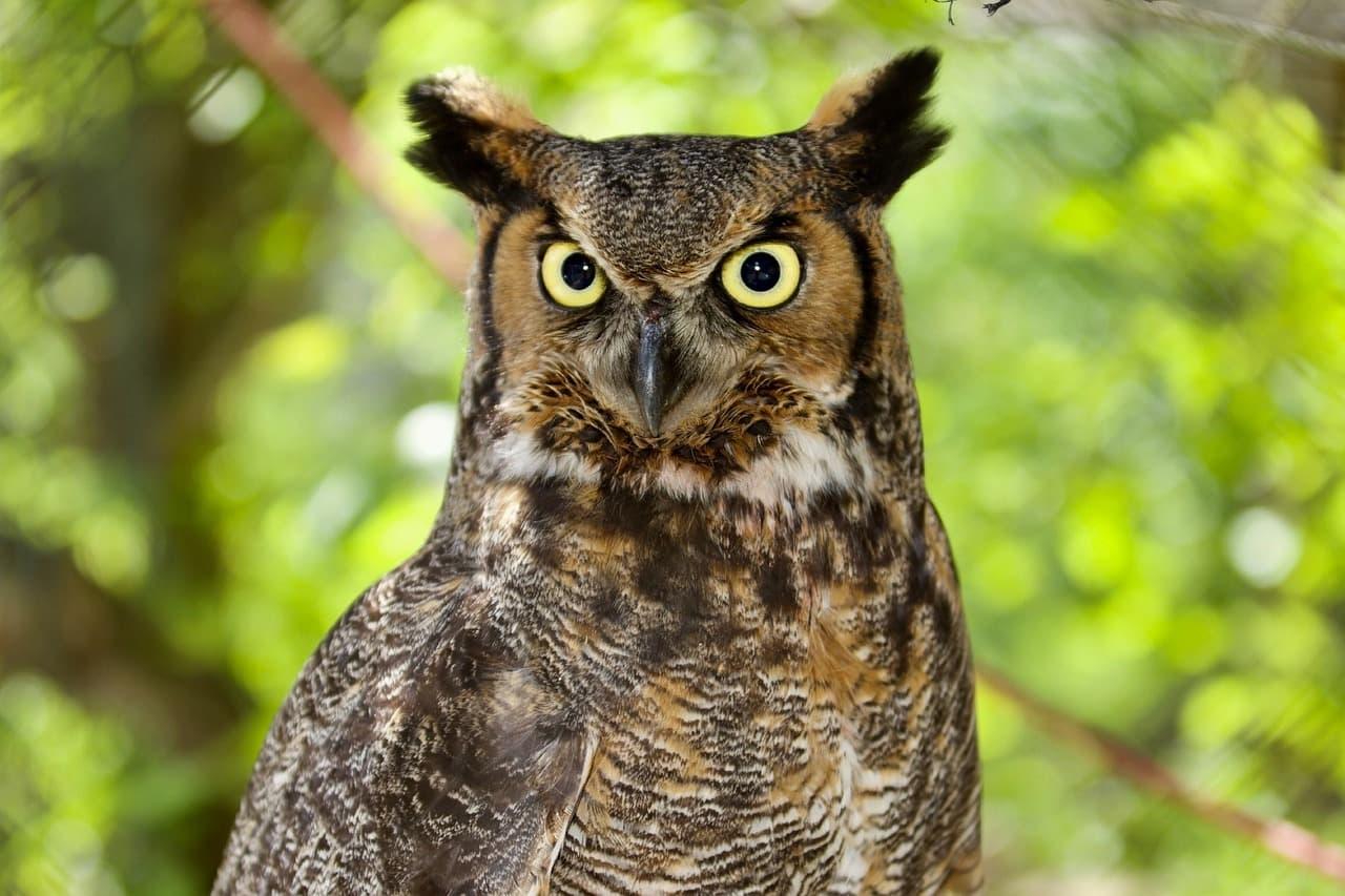 Hibou aux aigrettes symbole de sagesse et de perception fine
