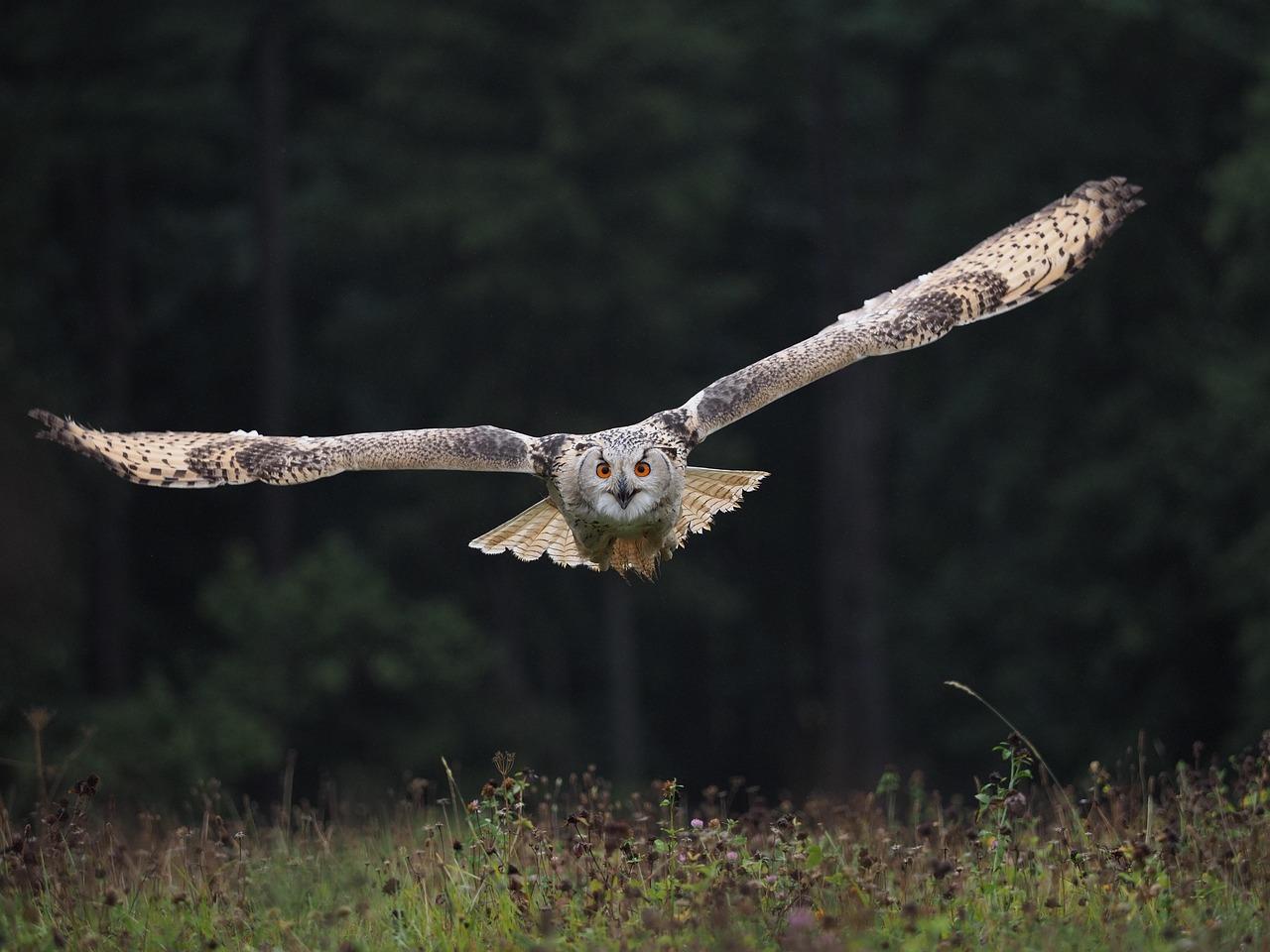 Hibou en vol symbole de clairvoyance et d intuition