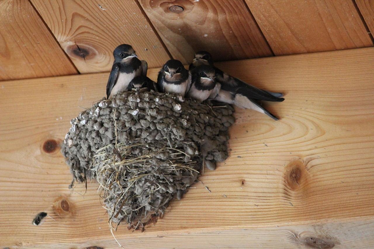 Jeunes hirondelles blotties dans leur nid sous une poutre symbole de douceur de protection et de renouveau qui grandit