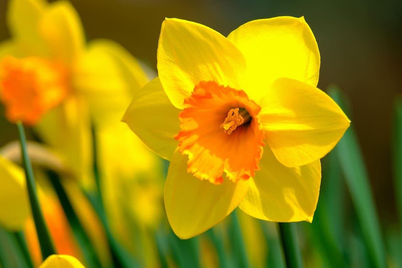 Jonquille jaune a trompette orangee en gros plan fleur de printemps symbole de renouveau et de lumiere 1