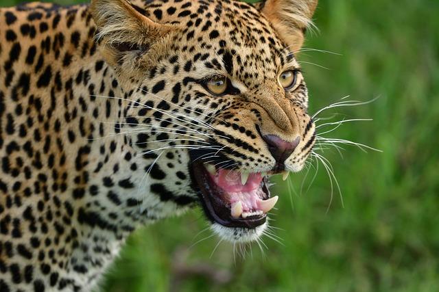 Leopard montrant ses crocs dans un mouvement dynamique pelage tachete dore expression de force vigilance et puissance instinctive