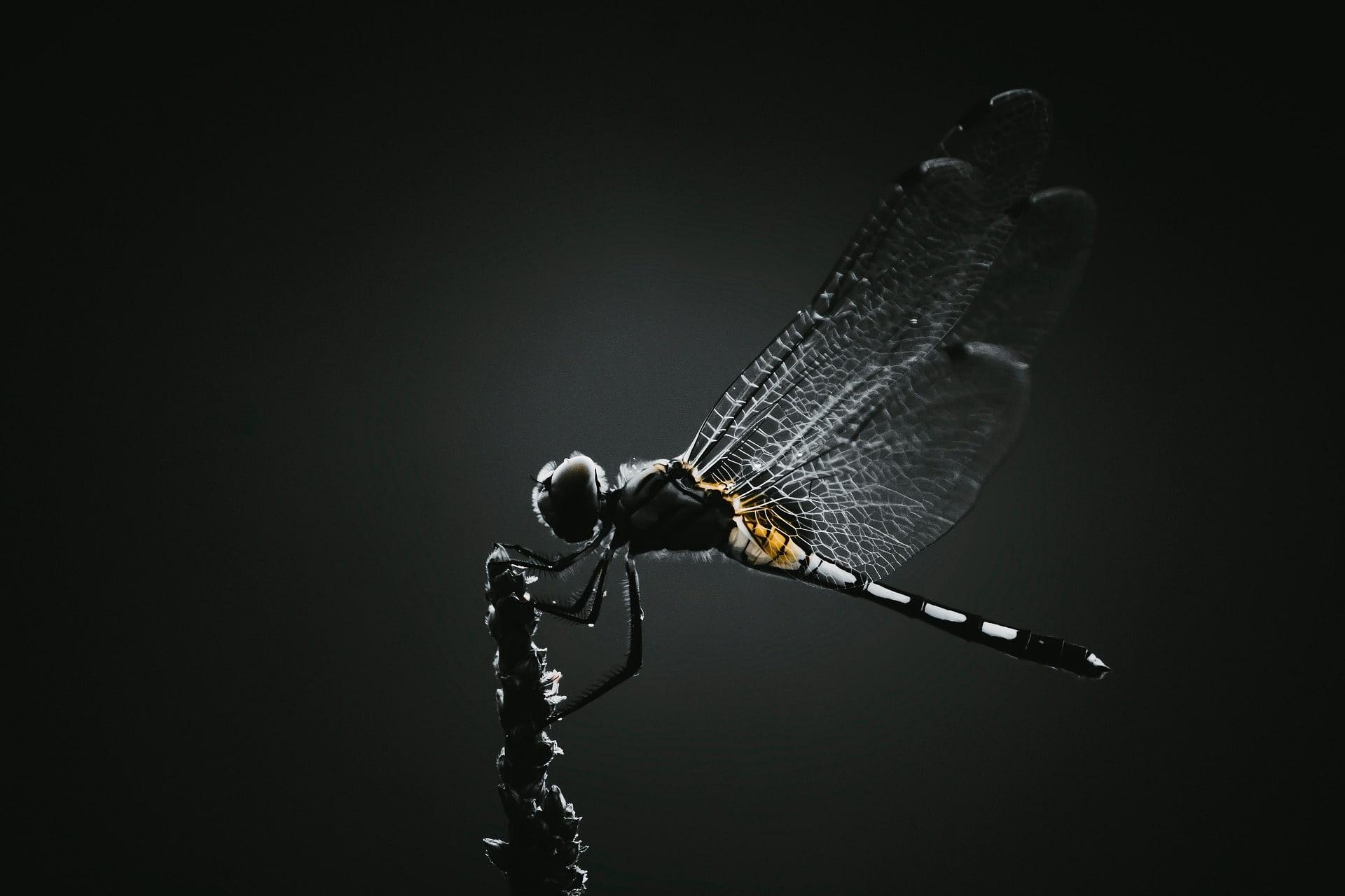 Libellule detaillee perchee sur une tige ailes translucides et ambiance sombre poetique