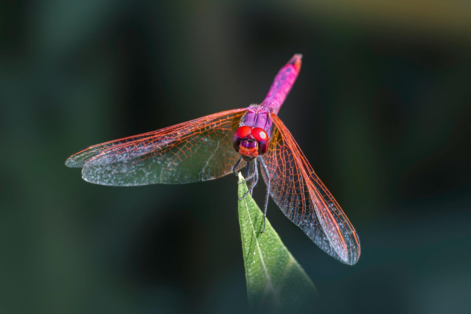 Libellule magenta perchee sur une feuille ailes translucides veinees d orange dans un decor naturel sombre symbole de transformation et de legerete interieure