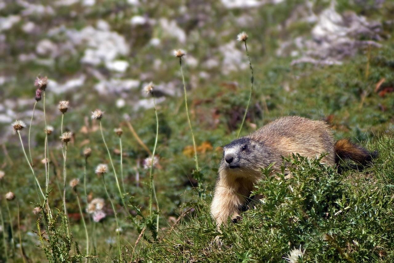 Marmotte emergeant des hautes herbes symbole de reveil doux et de transition entre repos et vigilance