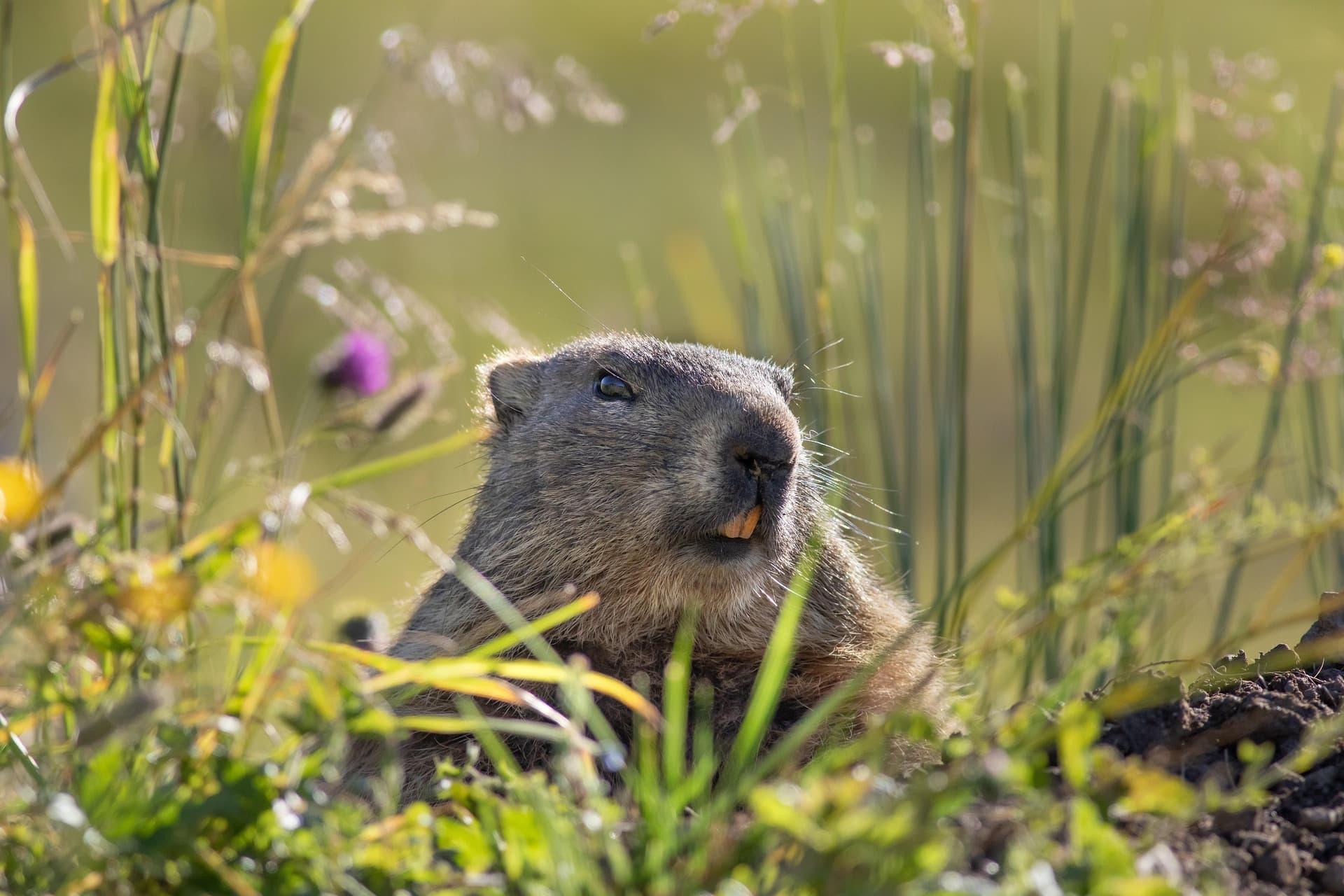 Marmotte reposant dans la vegetation alpine symbole de cocon repos profond et regeneration silencieuse