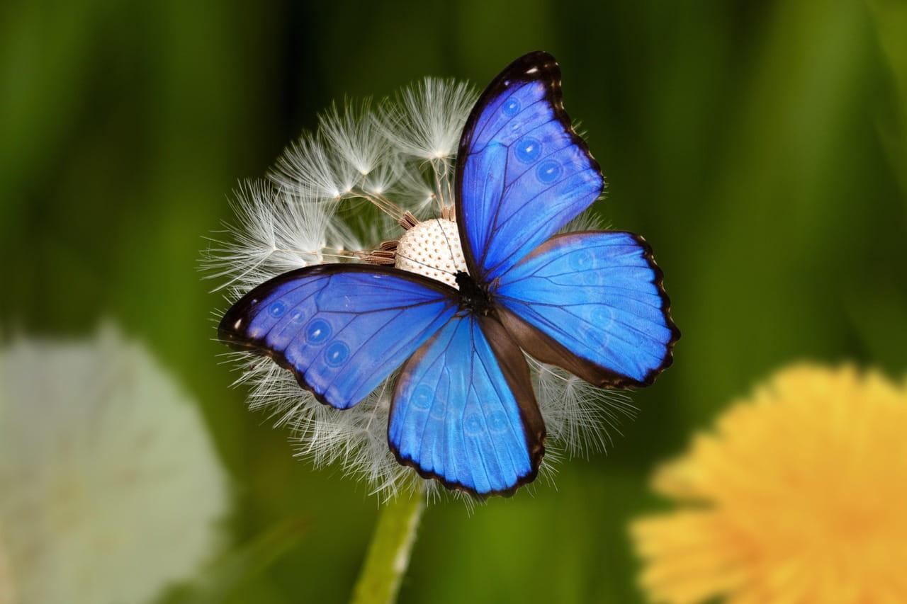 Papillon morpho bleu pose sur un pissenlit