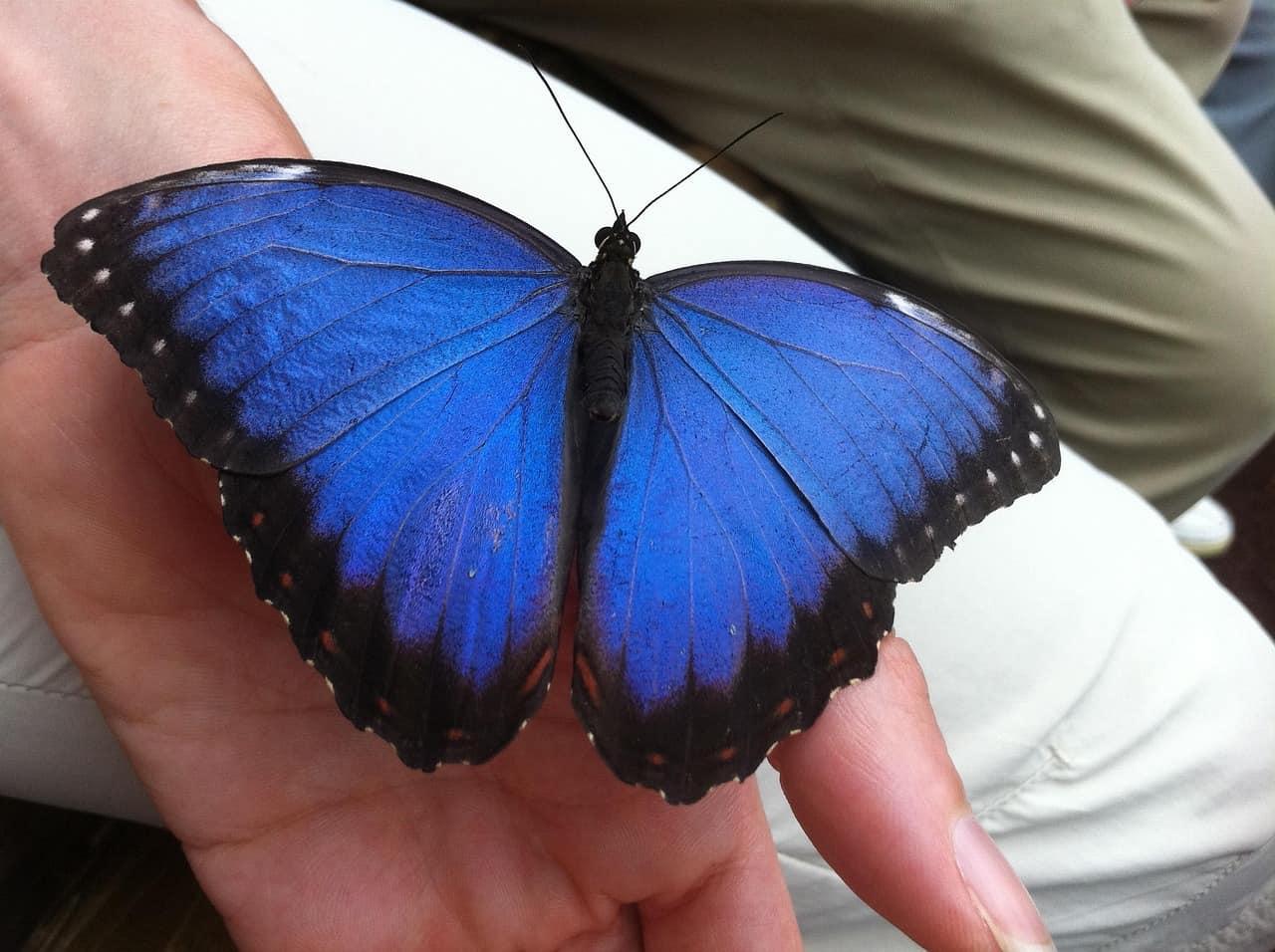 Papillon morpho bleu pose sur une main