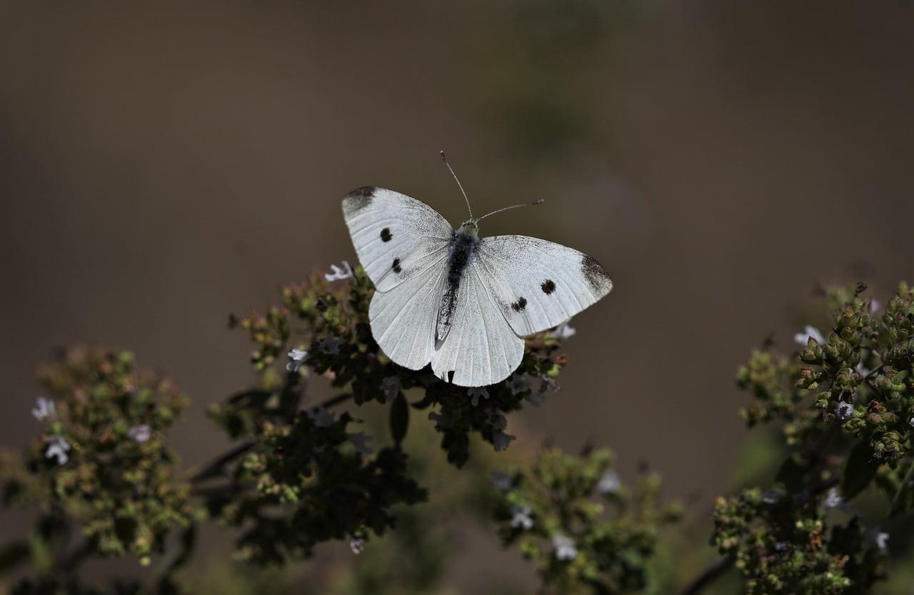 Papillon pieride du chou ailes blanches et pointe noire butinant une fleur coloree