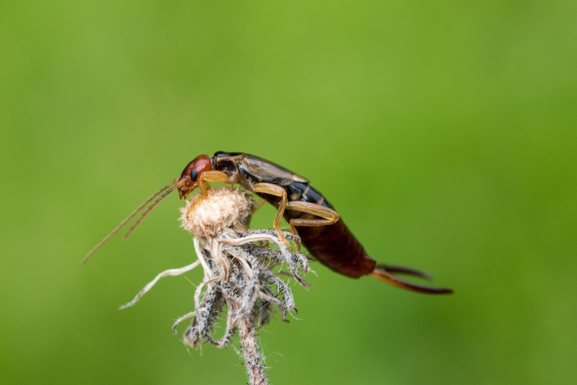 Perce oreille brun et rouge en macro pose sur une fleur seche details des pinces et du corps insecte du jardin symbole de protection discrete et de transformation interieure