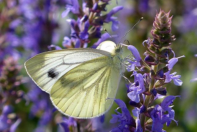 Pieride du chou au delicat jaune pale pose sur une fleur violette ailes ouvertes et ambiance de jardin naturel