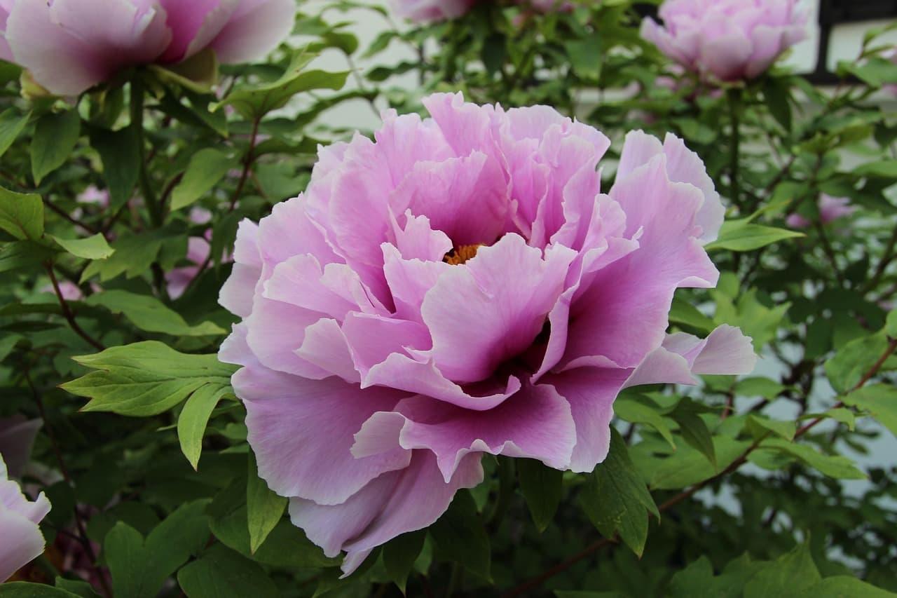 Pivoine rose en fleurs dans un jardin symbole de douceur et de feminite
