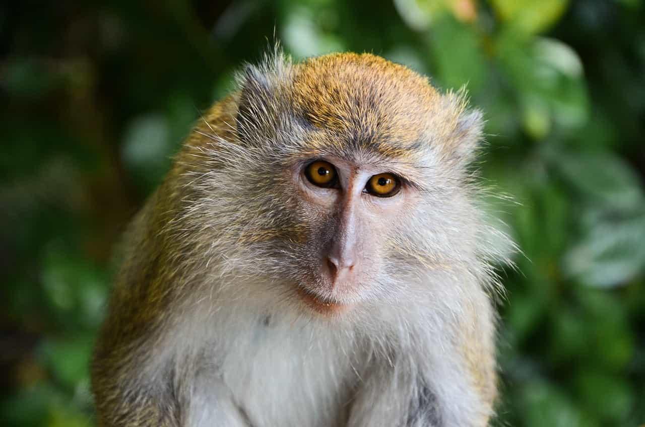 Portrait d un macaque dans la nature revelant son intelligence expressive et sa sensibilite