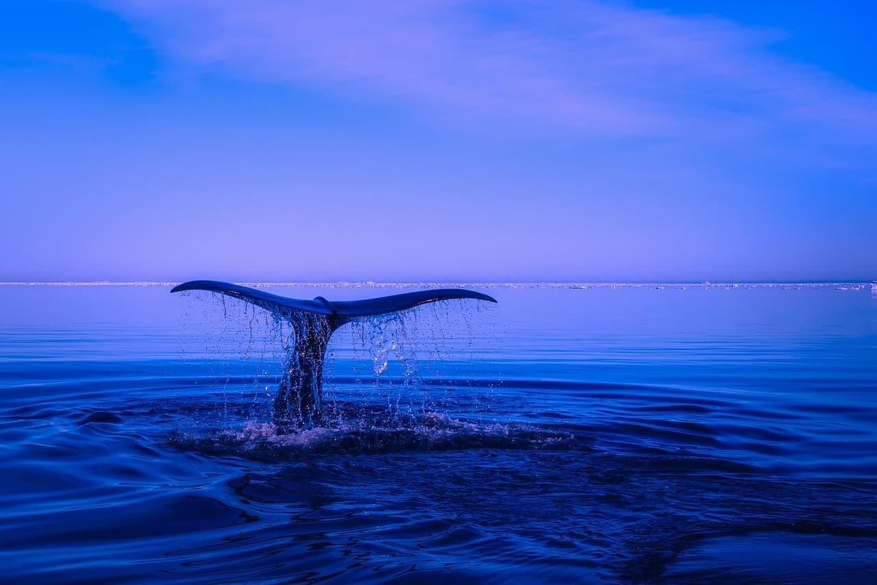 Queue de baleine plongeant dans l ocean symbole de mystere de transformation et de messages inconscients