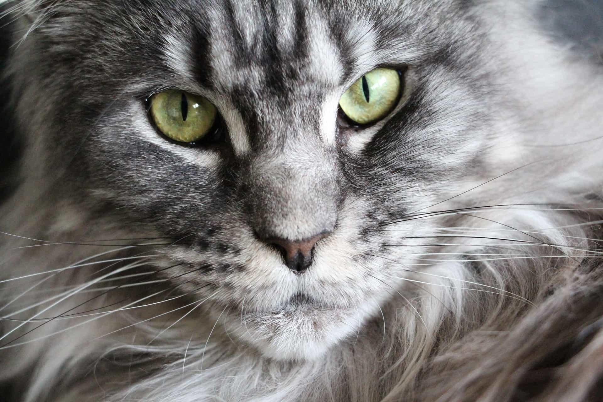 Regard profond d un maine coon tigre incarnant la force tranquille l intuition feline et la presence protectrice