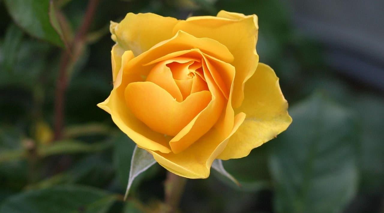 Rose jaune en gros plan aux petales delicatement enroules symbole de joie et de lumiere interieure