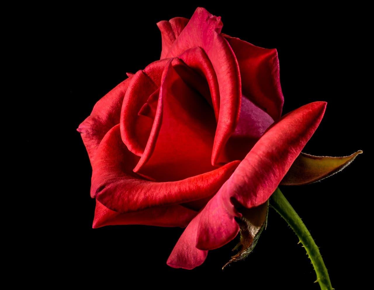 Rose rouge eclairee sur fond sombre petales ouverts et texture veloutee mise en valeur