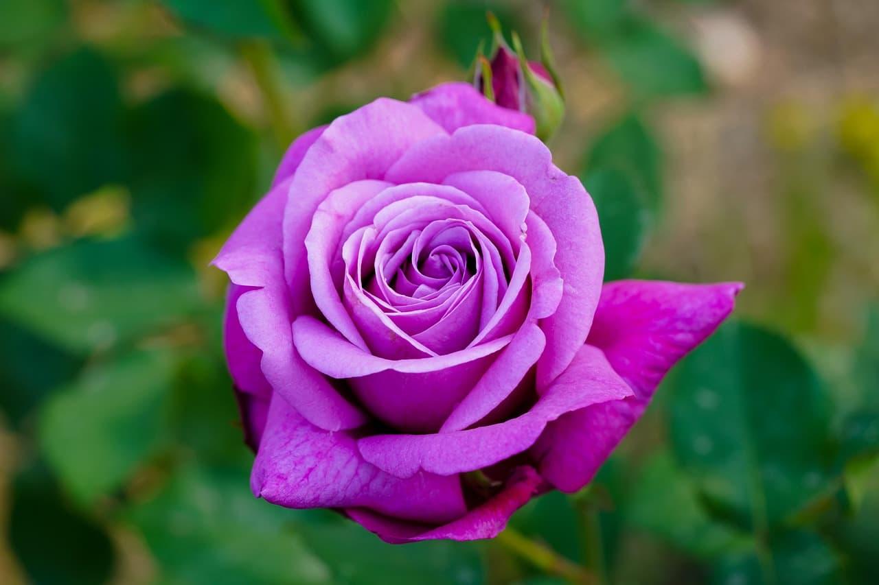 Rose violette en pleine floraison symbolisant le mystere l intuition et la transformation interieure