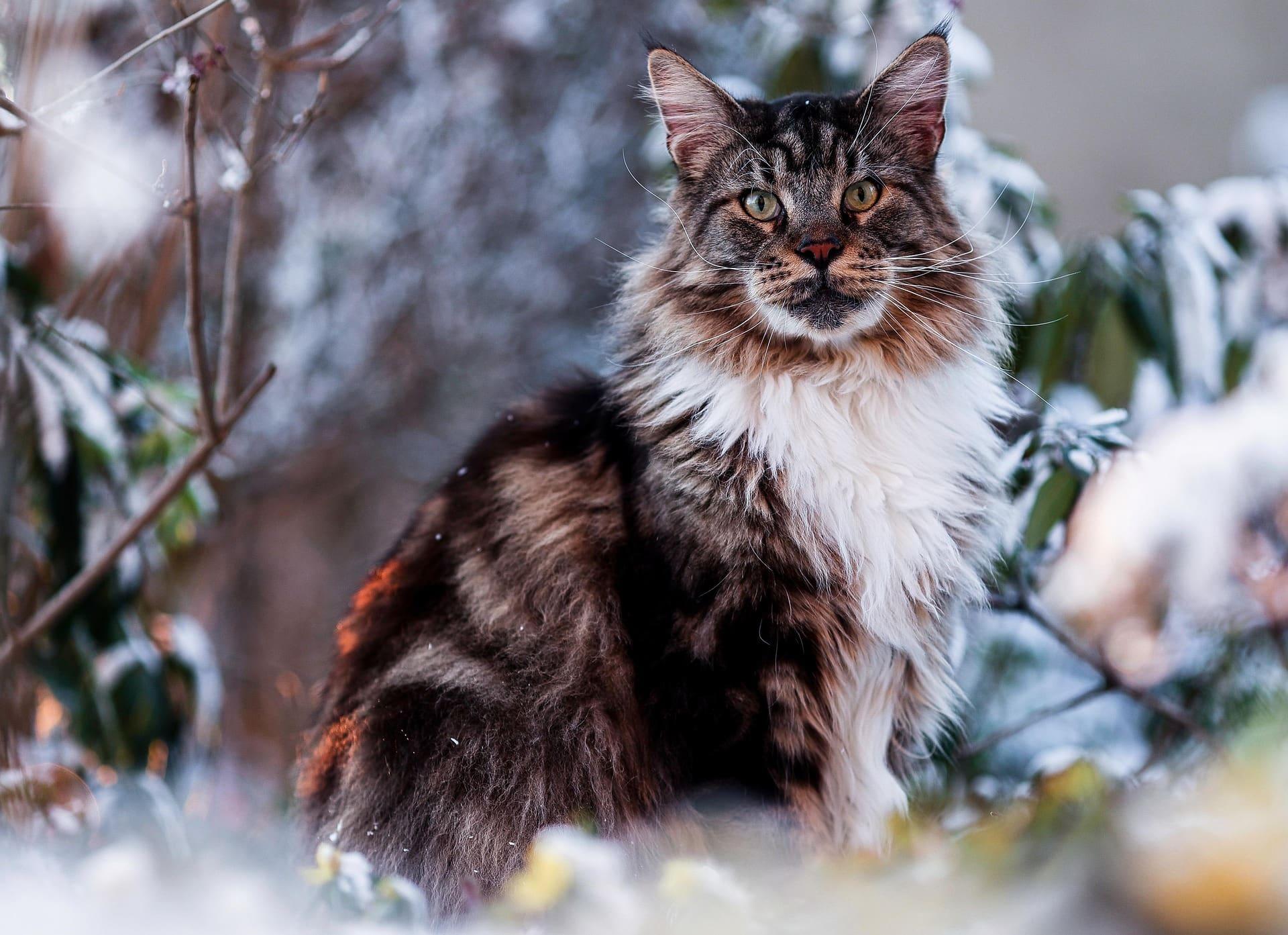 Maine Coon majestueux dans la neige incarnant la force tranquille, la résilience et la sagesse protectrice