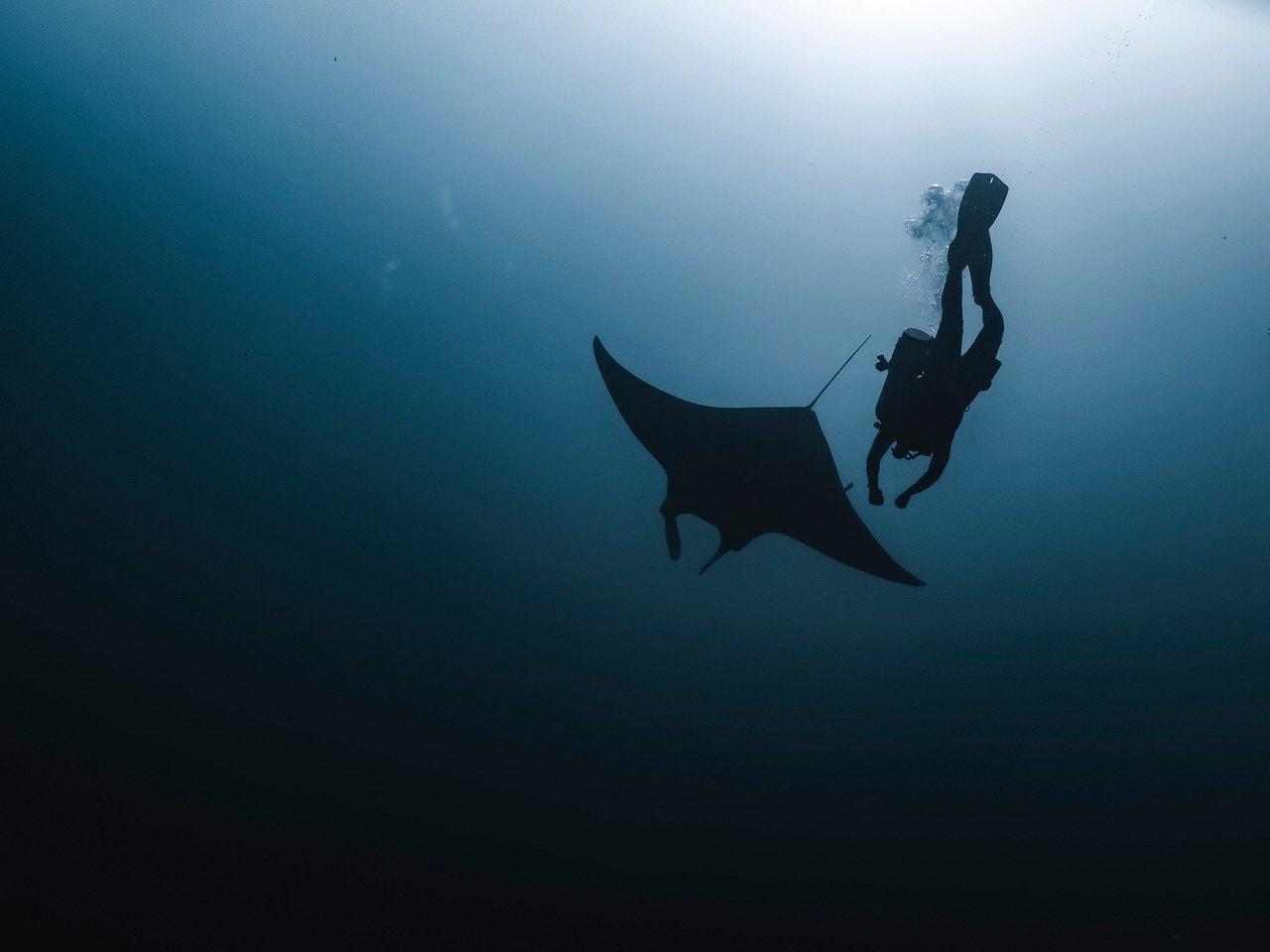 Silhouette noire d une raie manta glissant dans l ocean bleu symbole de reve et de fluidite