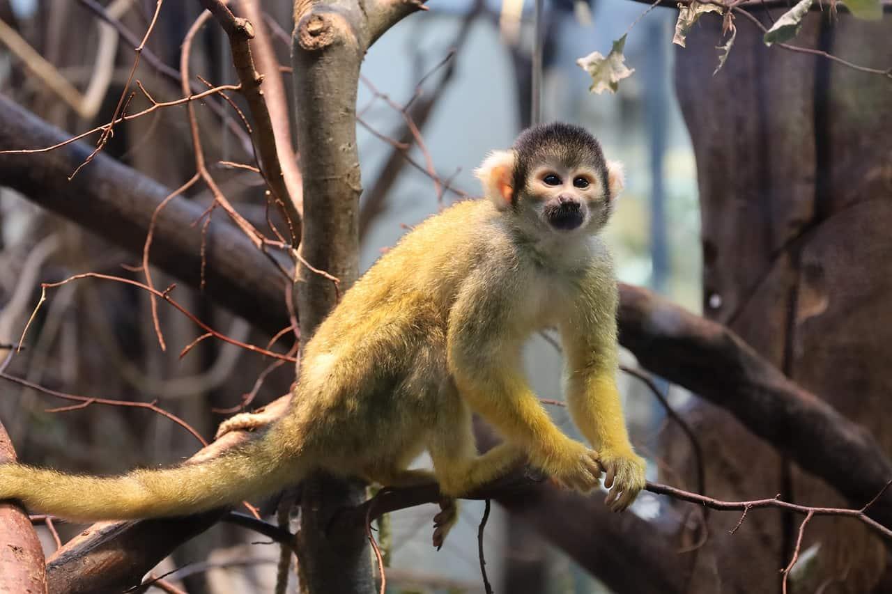 Singe ecureuil observant la foret incarnation de l adaptabilite et de l intelligence intuitive