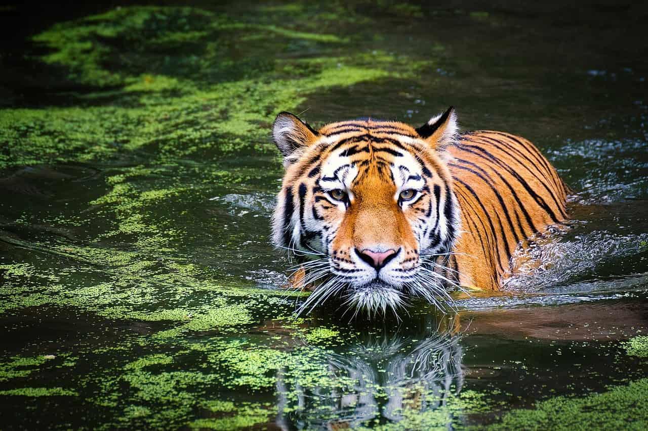 Tigre symbole de puissance et de leadership naturel