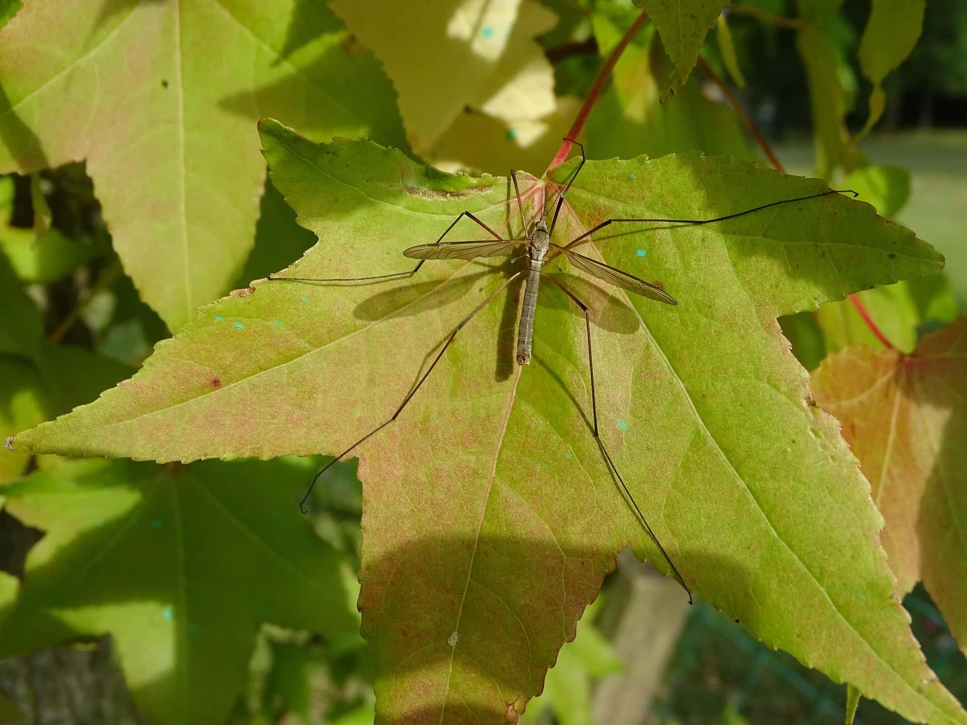 Tipule aux longues pattes pose sur une feuille verte insecte gracile et inoffensif ailes translucides symbole de legerete et de sensibilite subtile