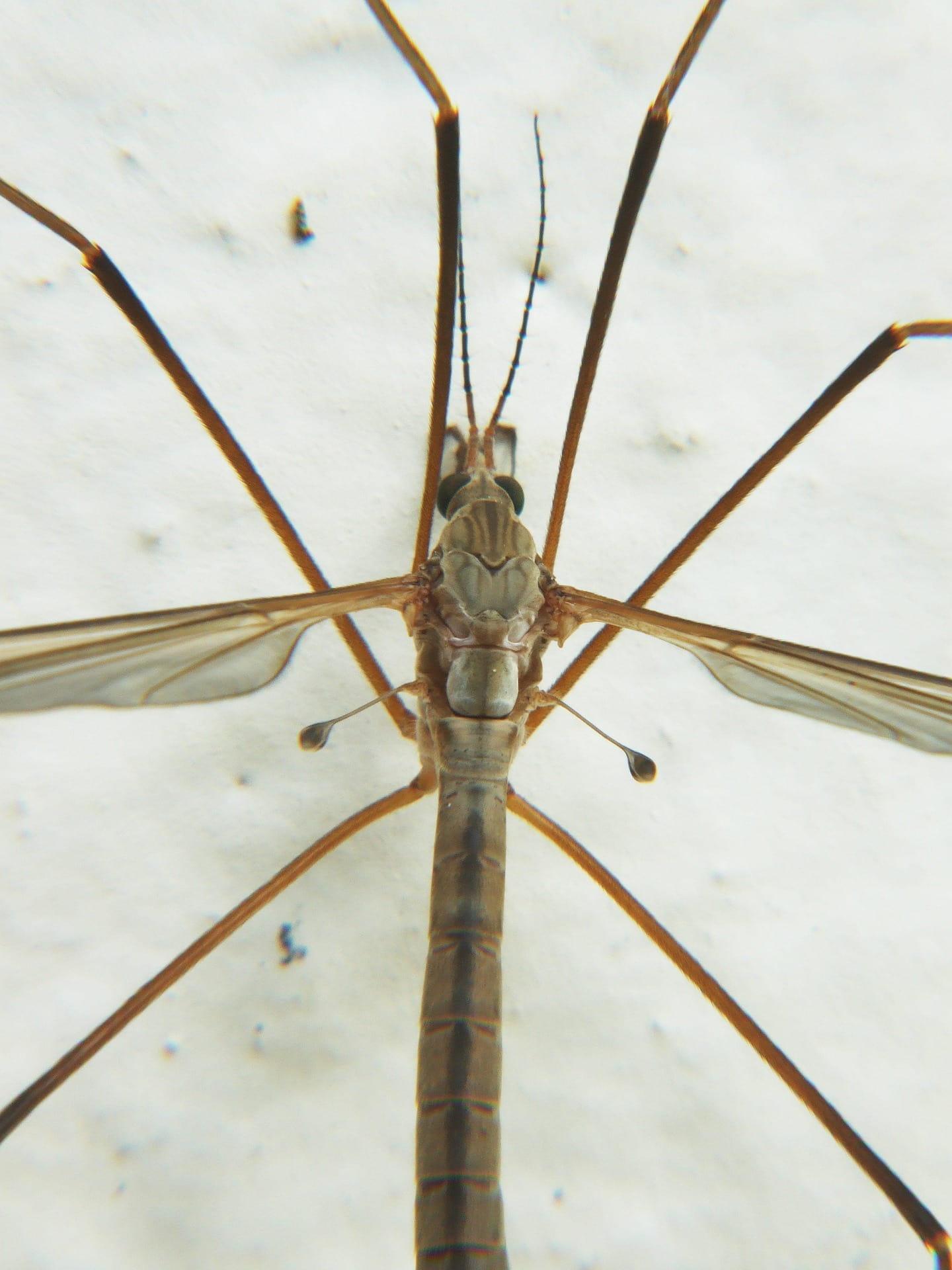 Tipule aux longues pattes reposant sur une surface claire insecte gracile aux ailes translucides evoquant la legerete la signification des reves et les vibrations subtiles de la na
