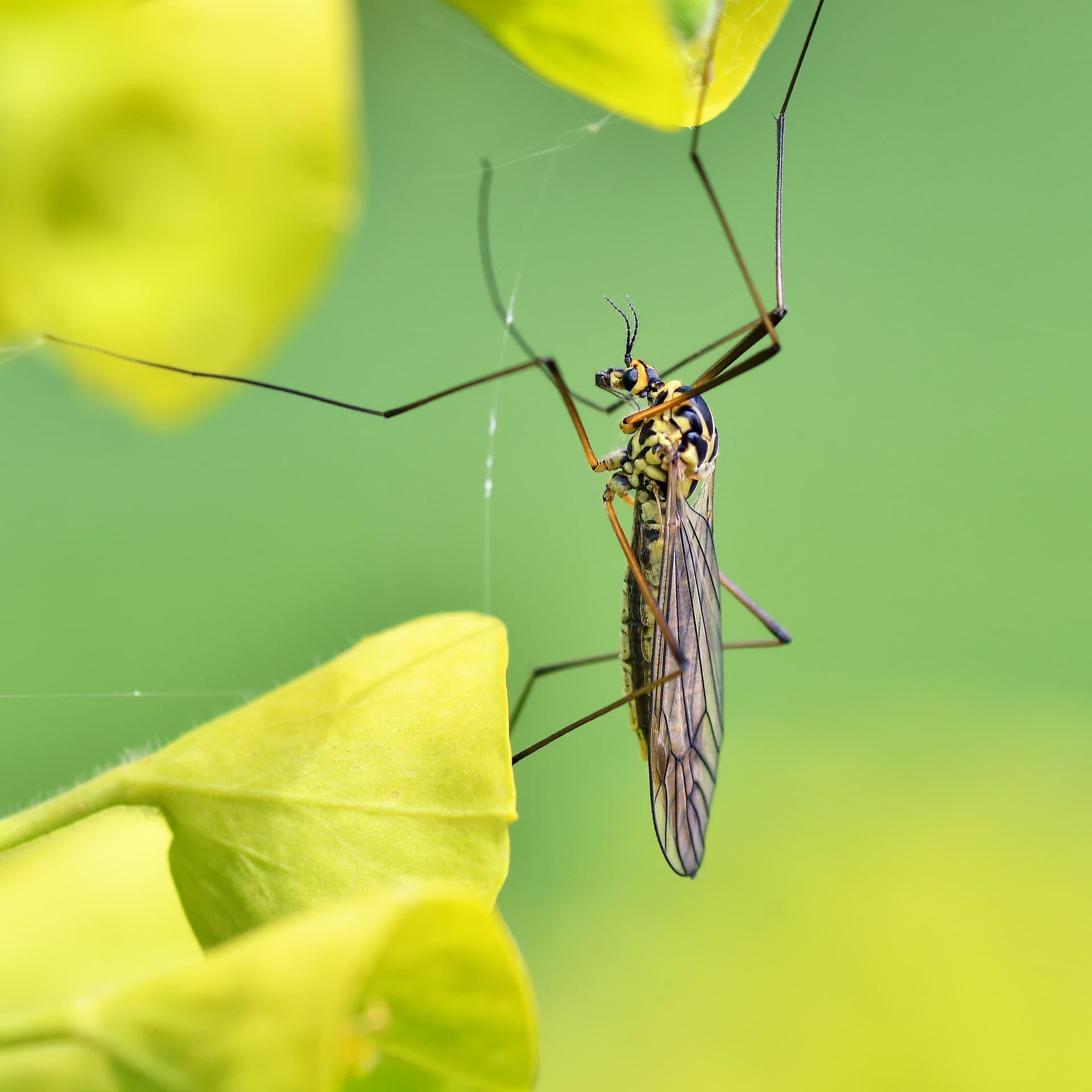 Tipule aux pattes fines et thorax jaune et noir ailes veinees translucides pose sur une feuille verte macro detaillee de l insecte
